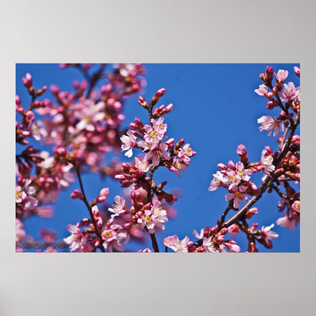 Blommar för beröring av blåa japanska körsbärssyst poster (Framsidan)