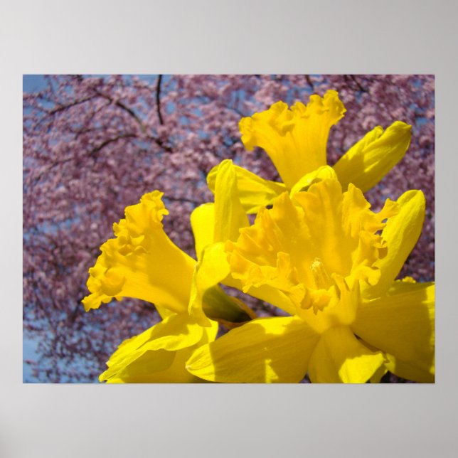 Blommar för blommigt Fine Art Prages Daffodil Flow Poster (Framsidan)
