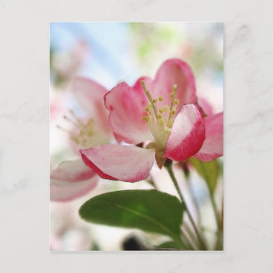 Blommar för Bright Vår Apple Vykort
