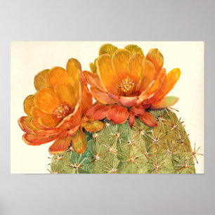 Blommar för Cactus Orange Poster