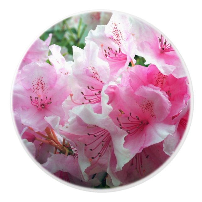 Blommar för fallande Rosa Blommigt Knopp (Framsidan)