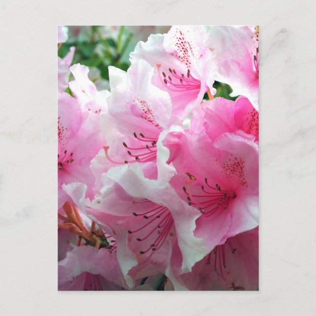 Blommar för fallande Rosa Blommigt Vykort (Framsida)
