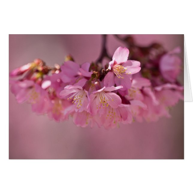 Blommar för körsbär, Hett Vår 2012 Apparel och pre Hälsningskort (Framsidan Horizontal)