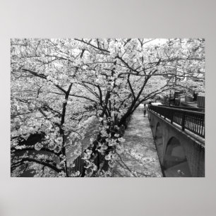 Blommar för körsbär: Meguro River, Tokyo (svart/vi Poster