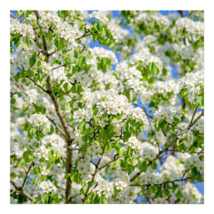 Blommar för krabbäpple fototryck