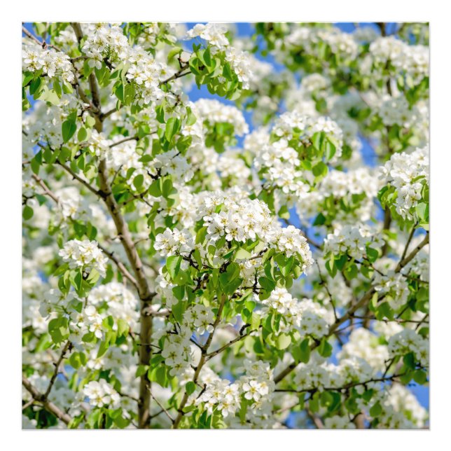 Blommar för krabbäpple fototryck (Framsidan)