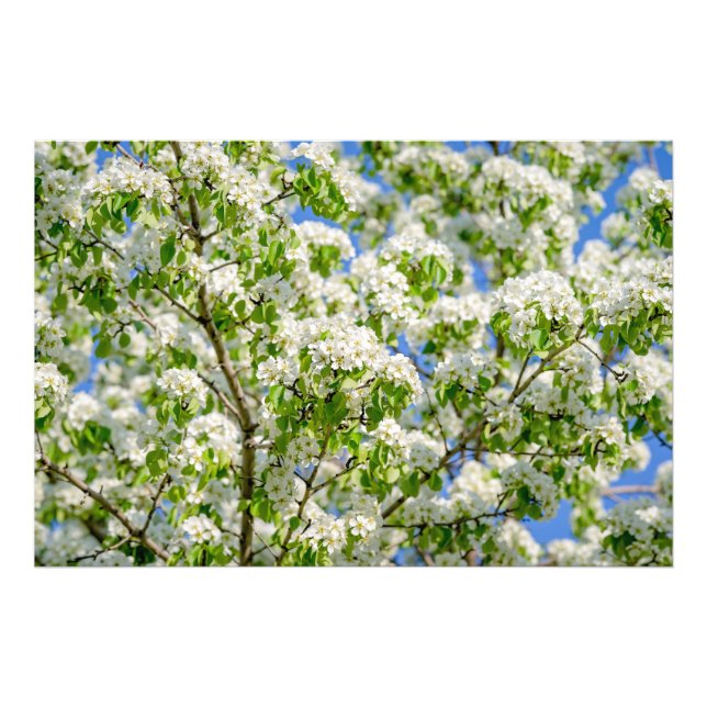 Blommar för krabbäpple fototryck (Framsidan)