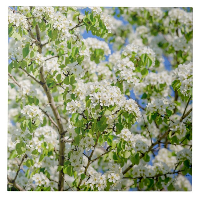 Blommar för krabbäpple kakelplatta (Framsidan)