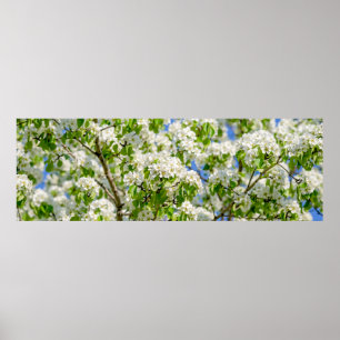Blommar för krabbäpple poster