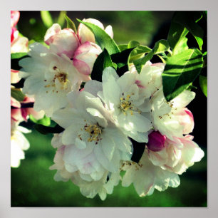 Blommar för nedre Crabapple vår 2 Stäng uppåt Poster