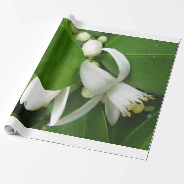 Blommar för orange - radbrytning Papper Presentpapper (Utrullad)