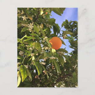 blommar för orange vykort