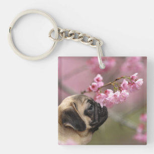 Blommar för Pug melling av körsbär