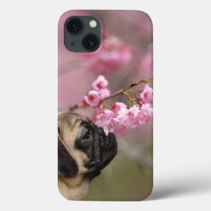 Blommar för Pug melling av körsbär
