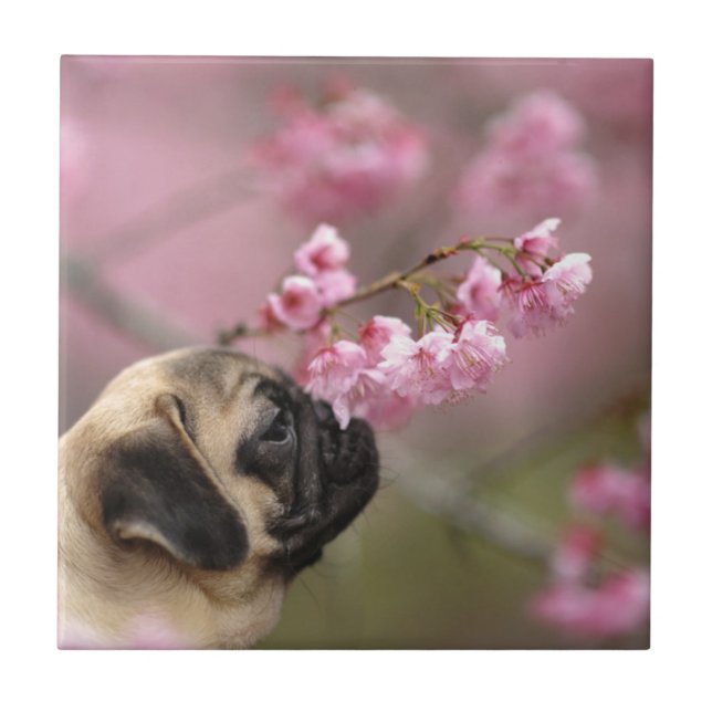 Blommar för Pug melling av körsbär Kakelplatta (Framsidan)