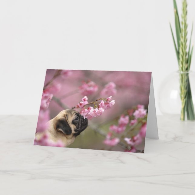 Blommar för Pug melling av körsbär Kort (Framsida)