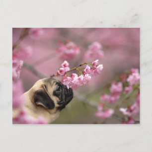Blommar för Pug Smelling Cherry Vykort