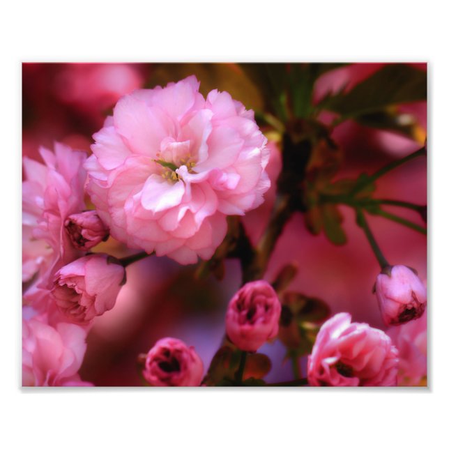 Blommar för Rosa Cherry i Vår Fototryck (Framsidan)