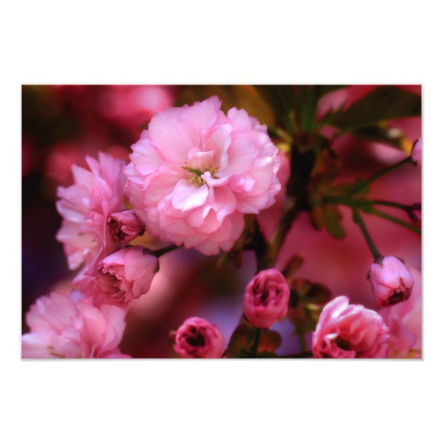 Blommar för Rosa Cherry i Vår Fototryck (Framsidan)