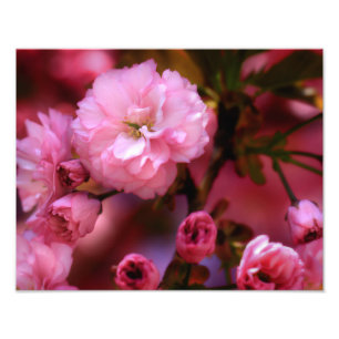 Blommar för Rosa Cherry i Vår Fototryck