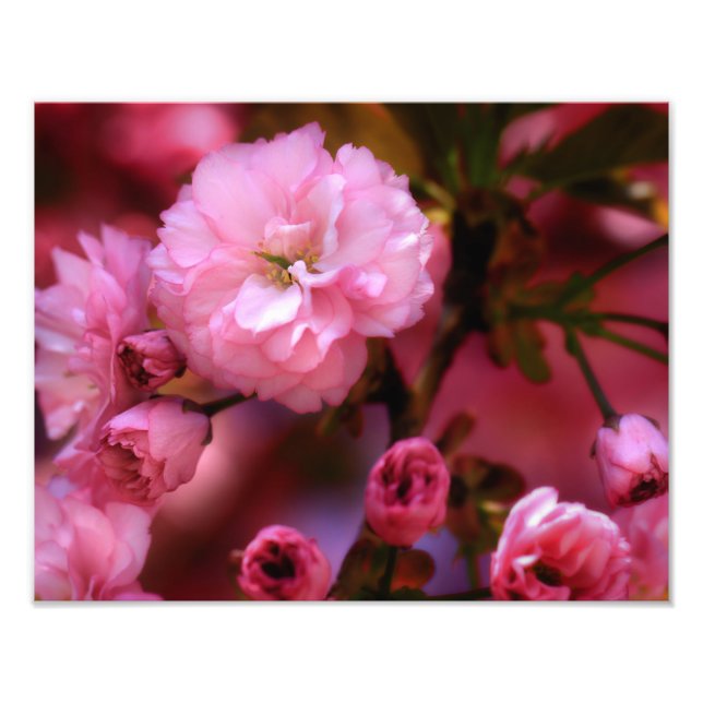 Blommar för Rosa Cherry i Vår Fototryck (Framsidan)