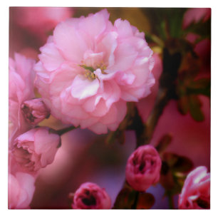 Blommar för Rosa Cherry i Vår Kakelplatta