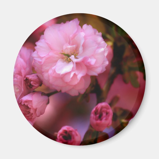Blommar för Rosa Cherry i Vår Magnet (Framsidan)