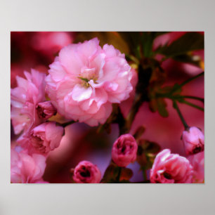 Blommar för Rosa Cherry i Vår Poster