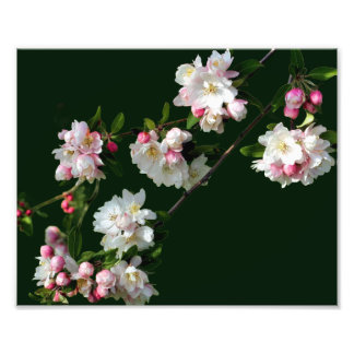 Blommar för rosa och vitt äpple 8 x 10 fototryck
