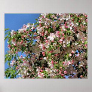 Blommar för rosa och vitt Vår-krabapple Poster