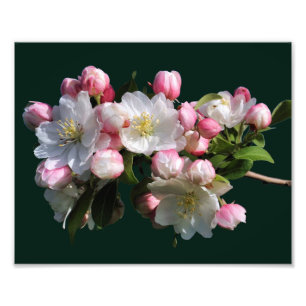 Blommar för schaktfull Vår Crabapple Flower 8 x 10 Fototryck