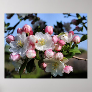 Blommar för schaktfull Vår-krabapple-blomma Poster