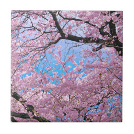 Blommar för uppblåsning av körsbär kakelplatta