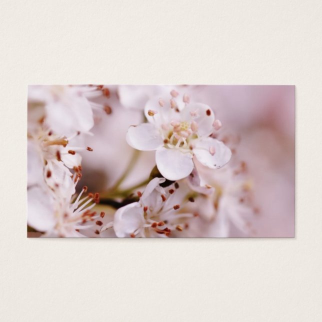 Blommar för uppblåsning av körsbär visitkort (Framsidan)