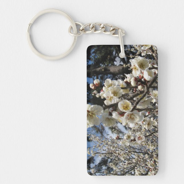Blommar för vita körsbär/Sakura/サ ク ラ(桜) (Framsidan)