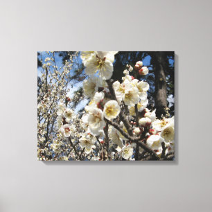 Blommar för vita körsbär/Sakura/サ ク ラ(桜) Canvastryck
