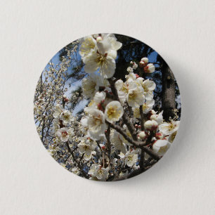 Blommar för vita körsbär/Sakura/サ ク ラ(桜) Knapp