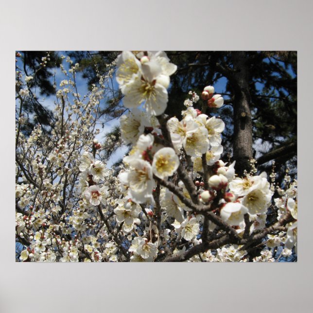 Blommar för vita körsbär/Sakura/サ ク ラ(桜) Poster (Framsidan)