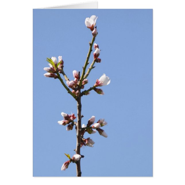 Blommar-fotokort Hälsningskort (Framsidan)