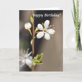 Blommar från Birthday White Cherry Kort