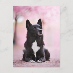 Blommar från Black Norsk Buhund och Cherry Vykort