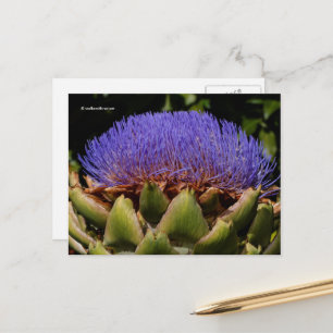 Blommar Globe Artichoke Vykort