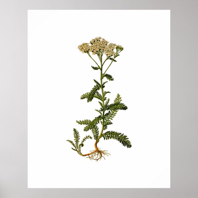 Blommar Herb Vintage Botaniskt Poster (Framsidan)