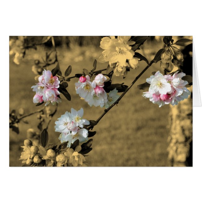 Blommar i vår på Sepia-blanketten OBS Kort (Framsidan Horizontal)