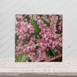 Blommar Japansk Andromeda Plant Blommigt Kakelplatta