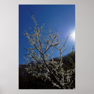 Blommar körsbär poster