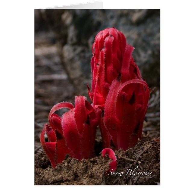 Blommar-kort för Snö OBS Kort (Framsidan)