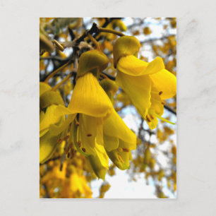 Blommar Kowhai Träd Vykort