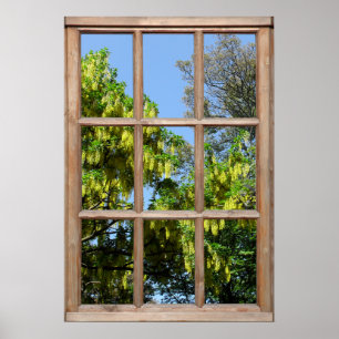 Blommar Laburnum Träd View från en Window Poster