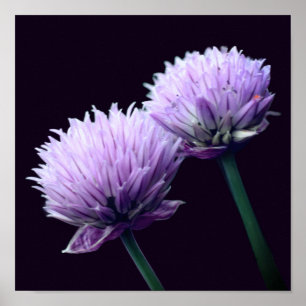 Blommar Lila Scallion Allium Close Poster